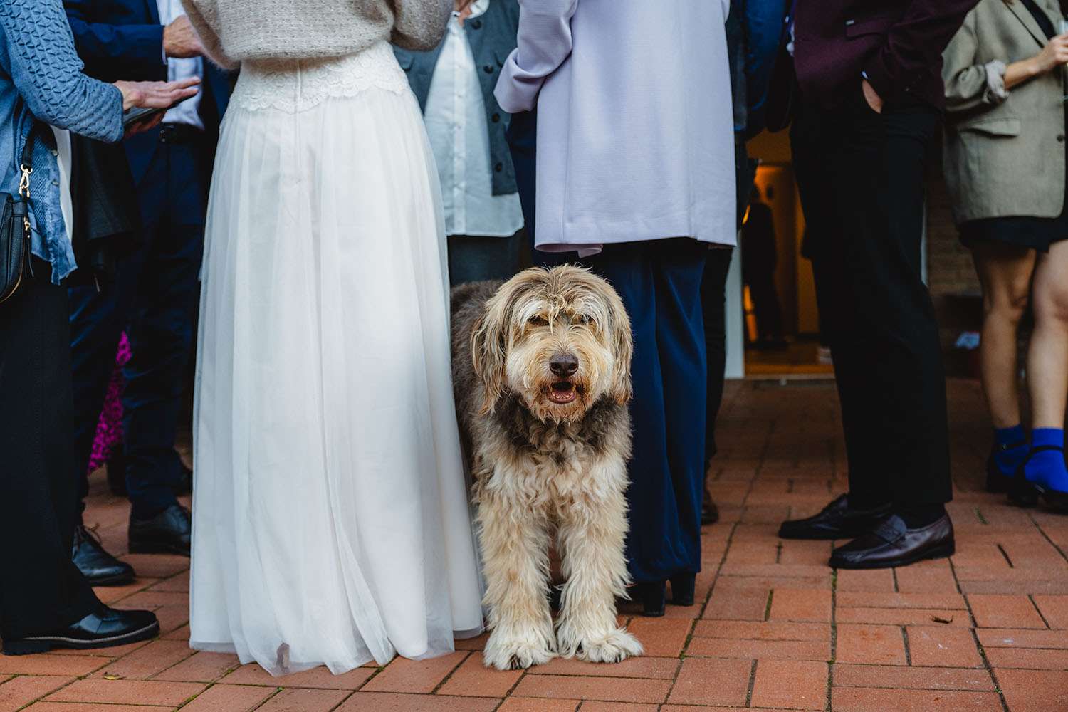 Hund zwischen den Gästen auf einer Hochzeit