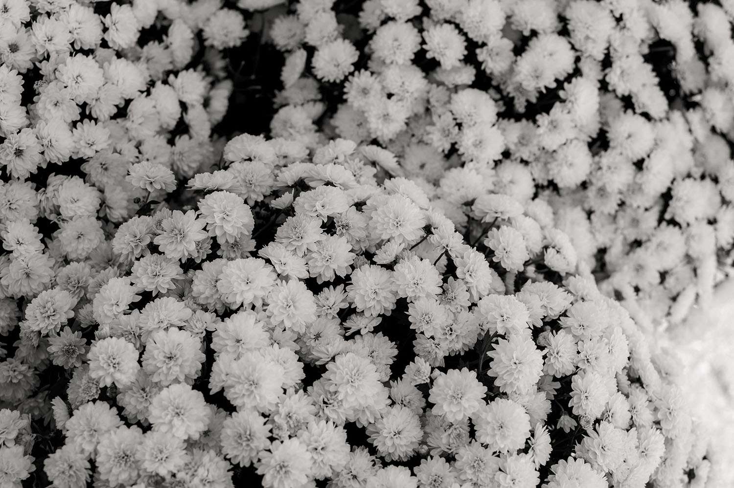 weiße Blumen auf einer Hochzeit